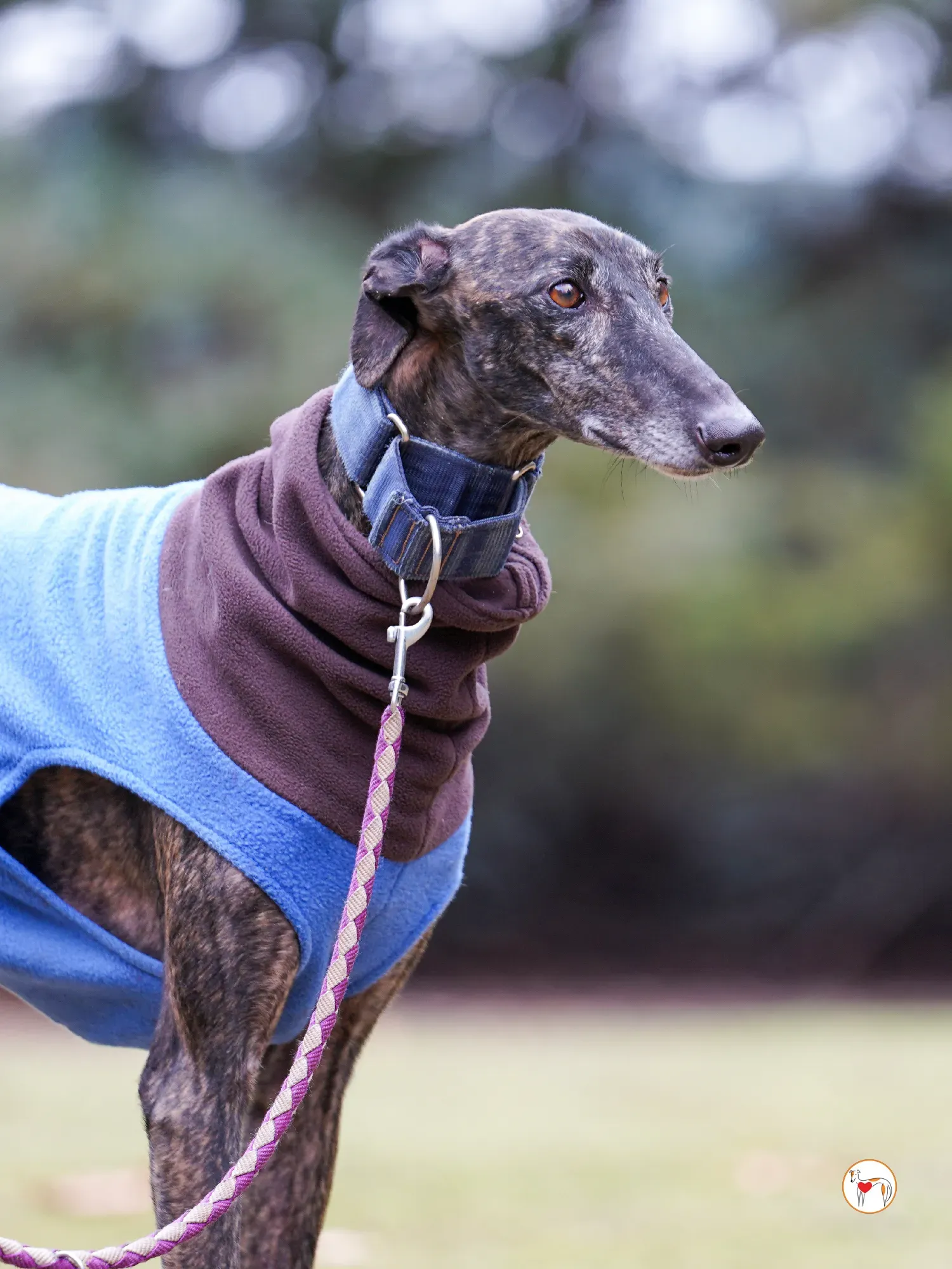 pistacho galgo adozione 06