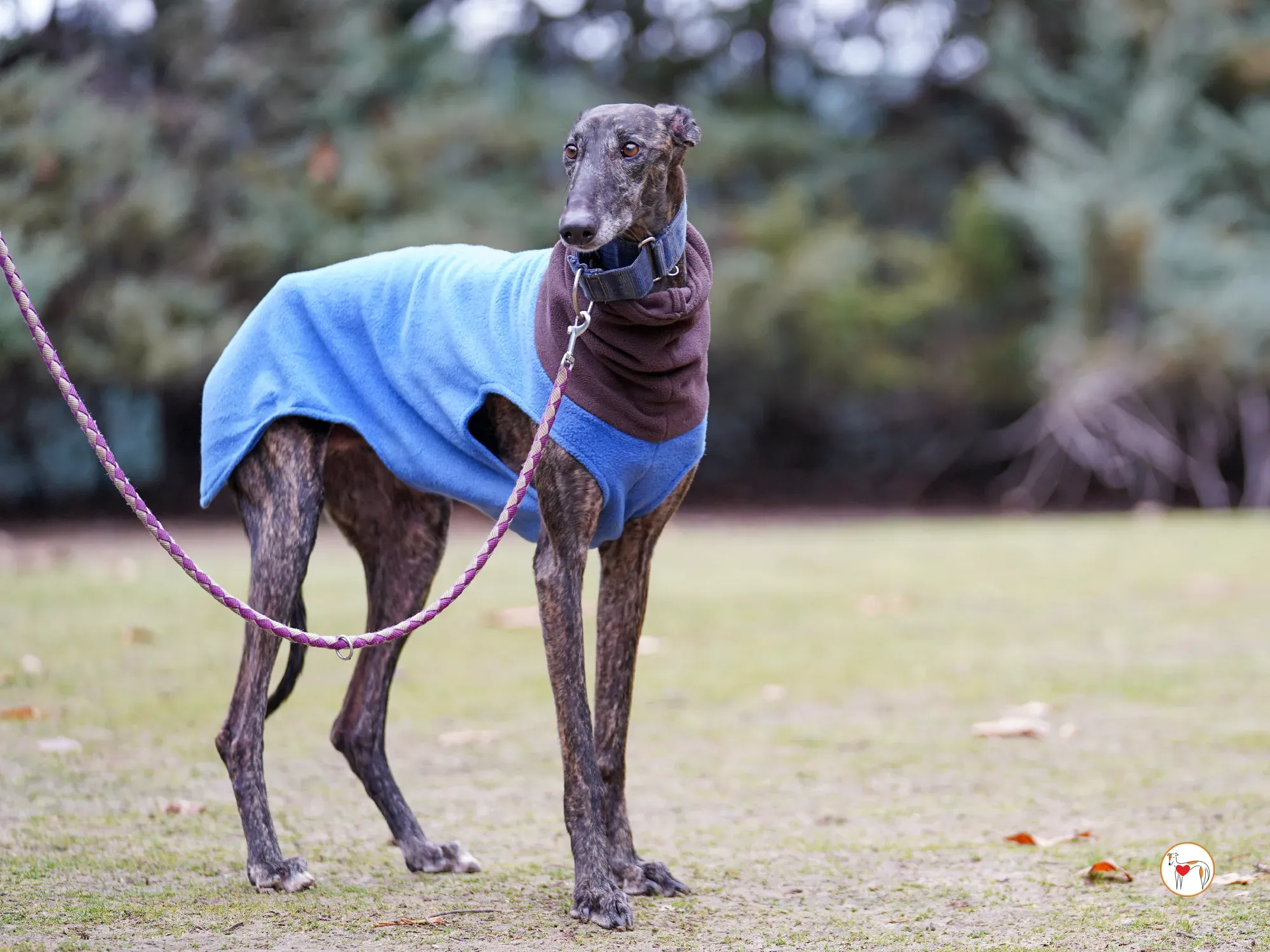 pistacho galgo adozione 07