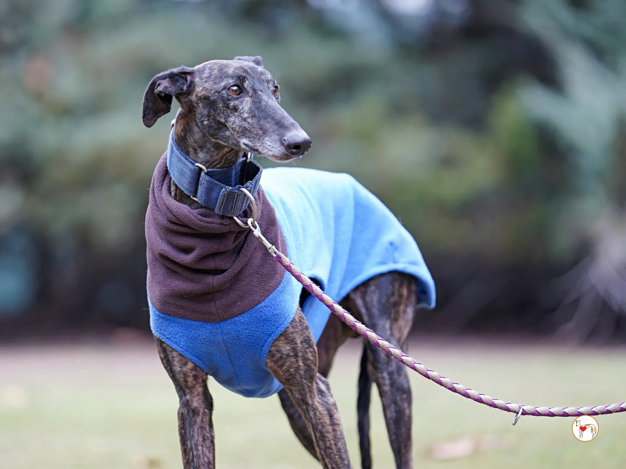 pistacho galgo adozione 08