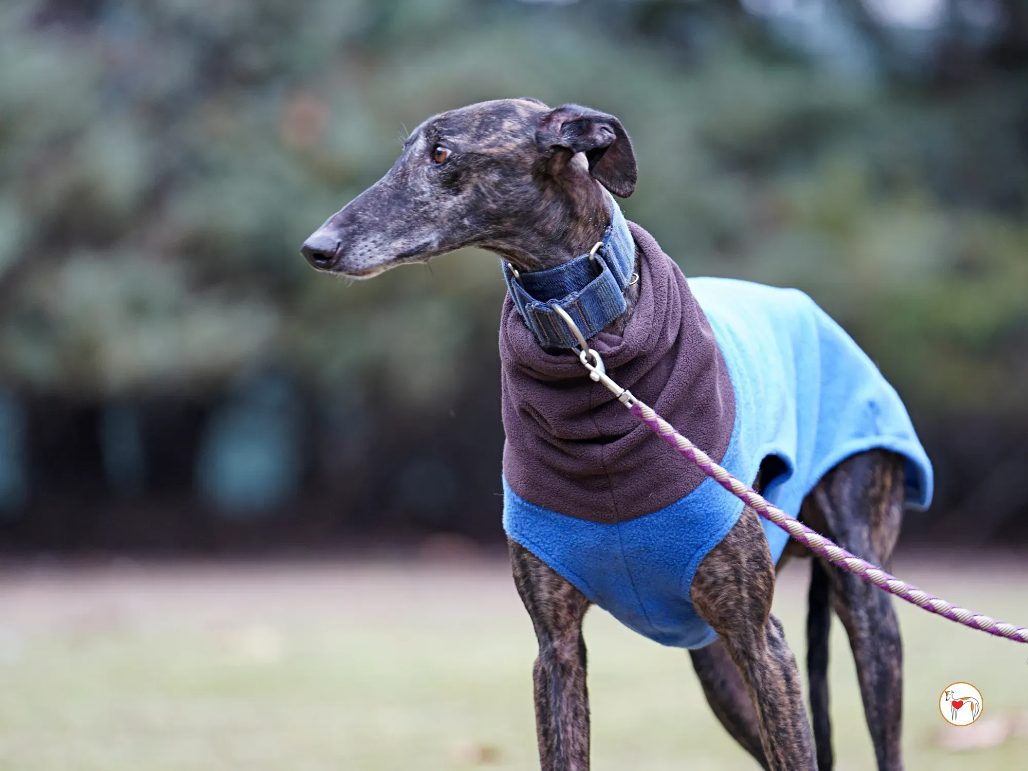 pistacho galgo adozione 09