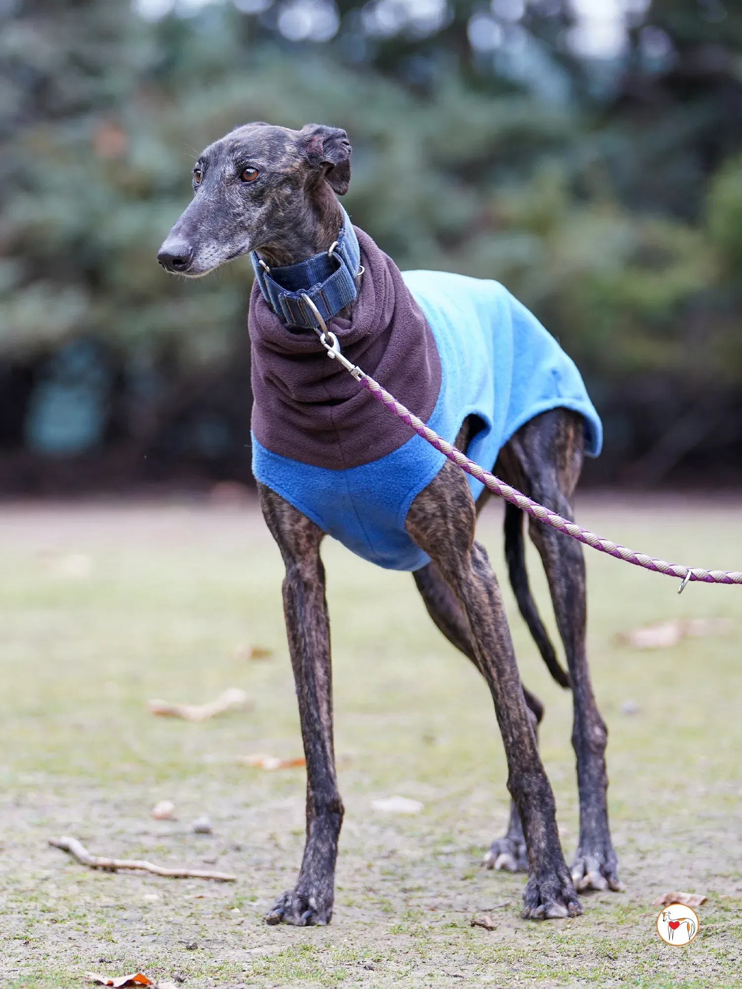 pistacho galgo adozione 10