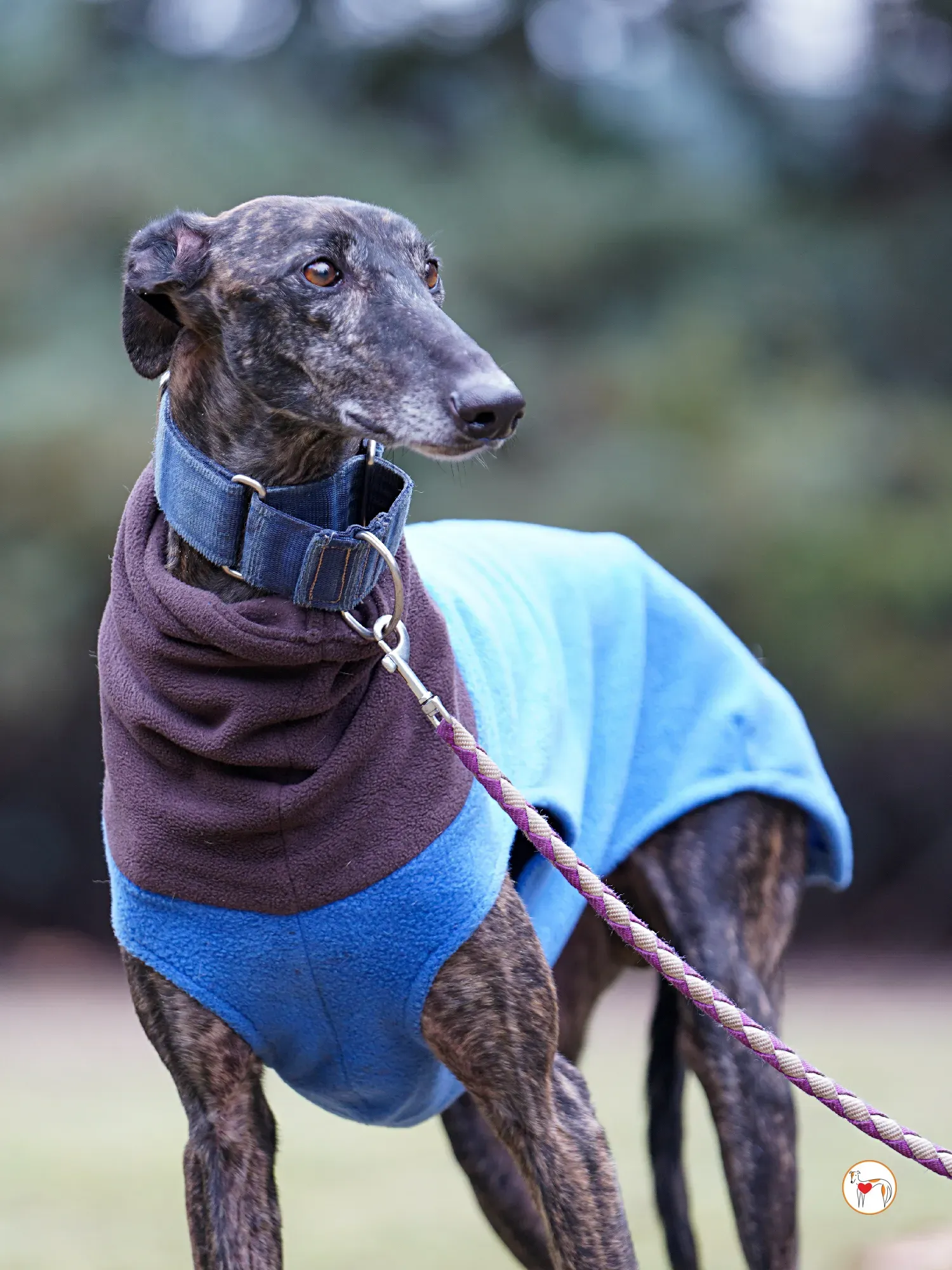 pistacho galgo adozione 11