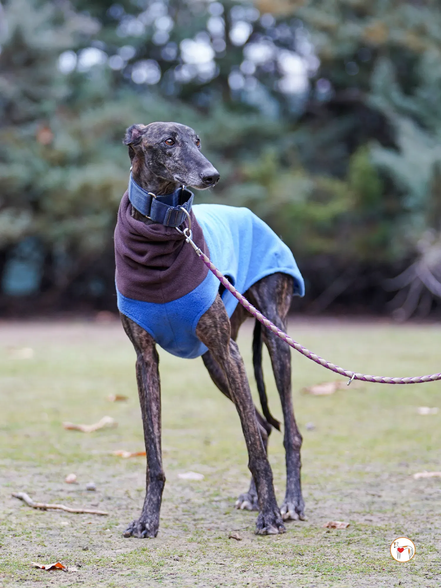 pistacho galgo adozione 12