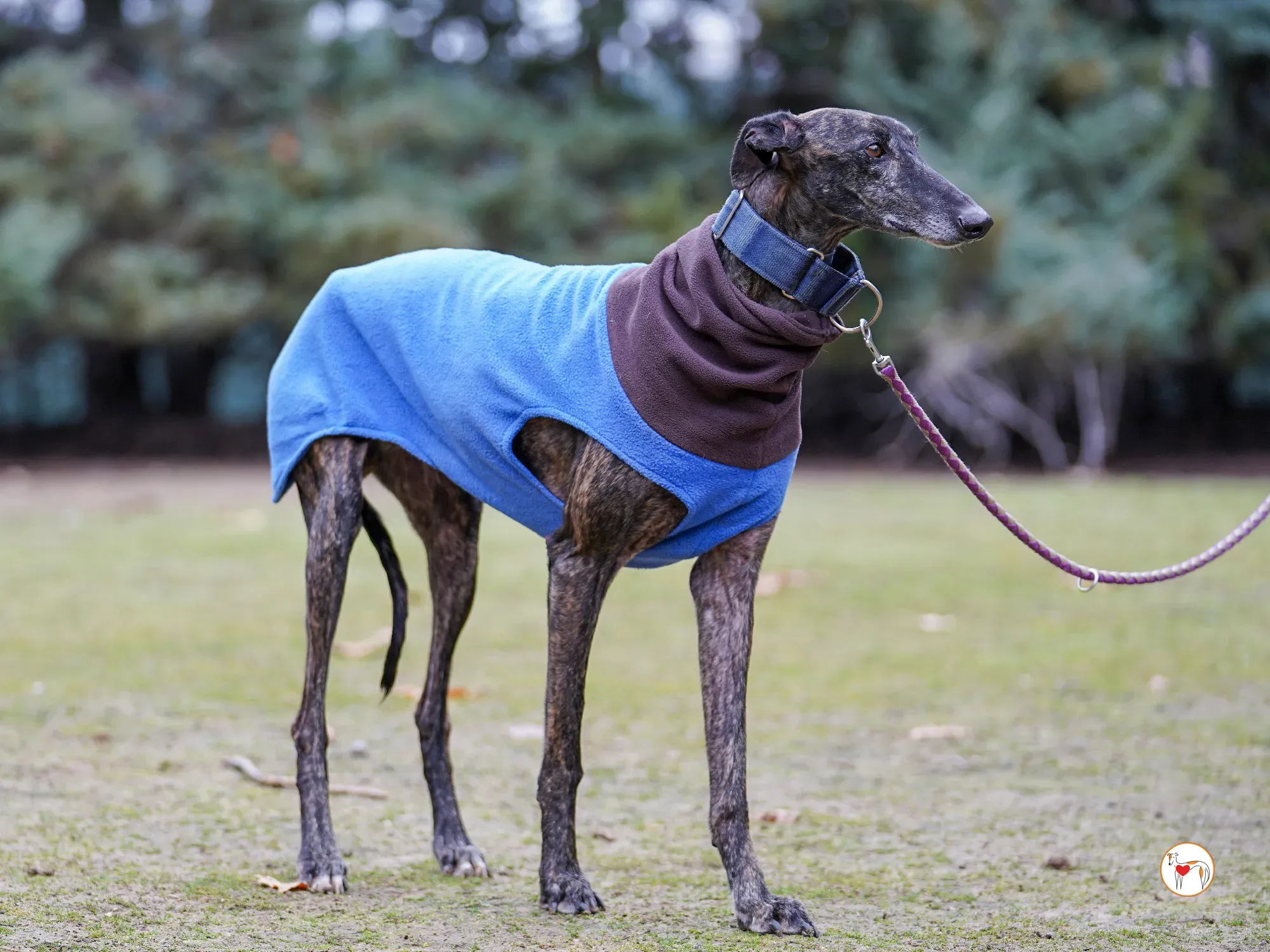 pistacho galgo adozione 13