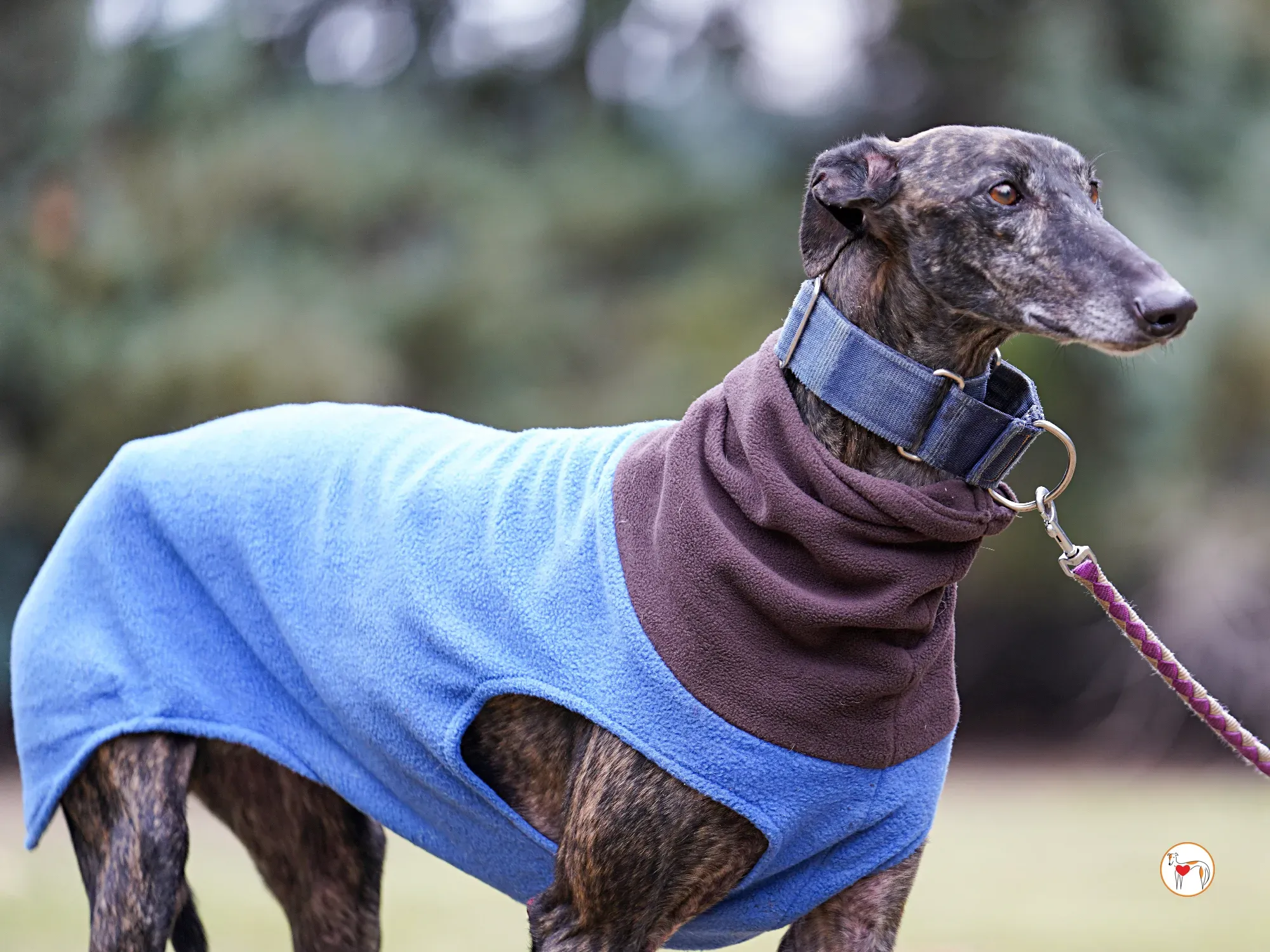 pistacho galgo adozione 14