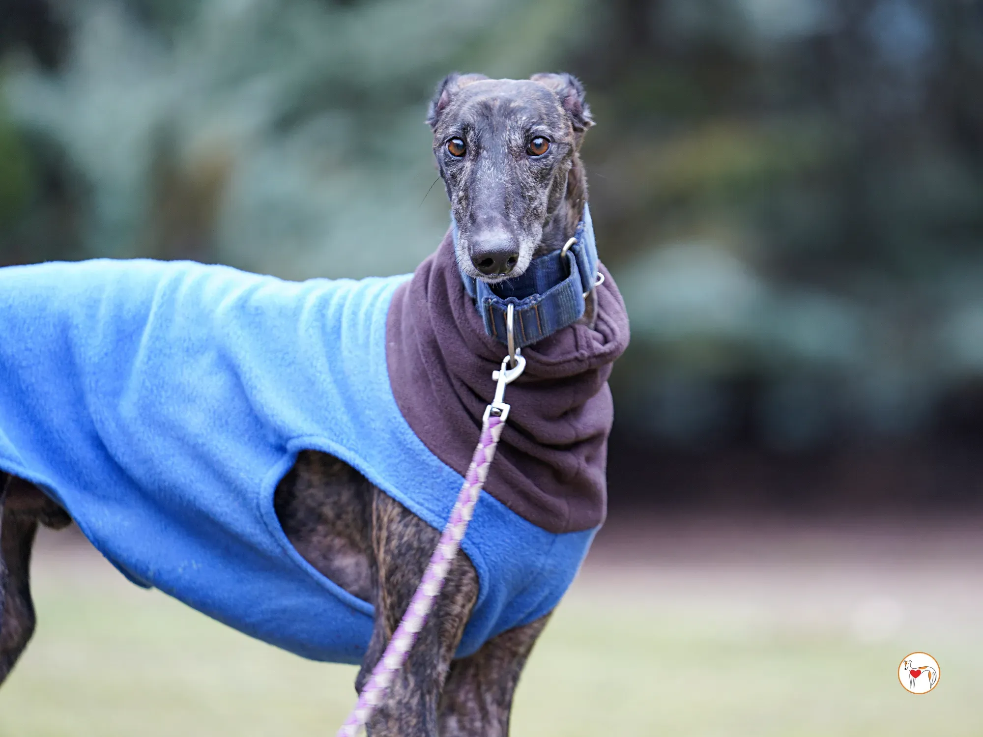 pistacho galgo adozione 15