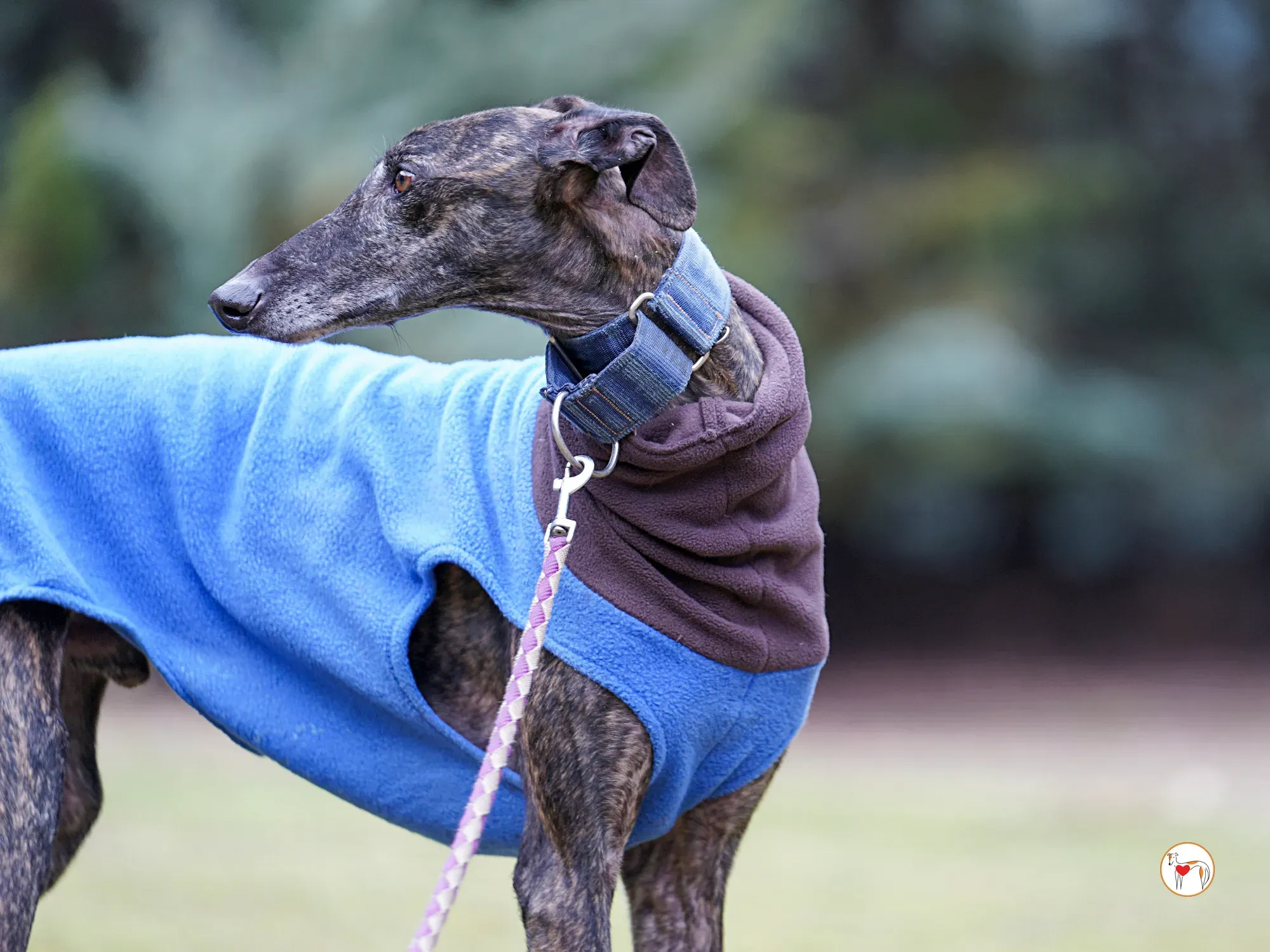 pistacho galgo adozione 16