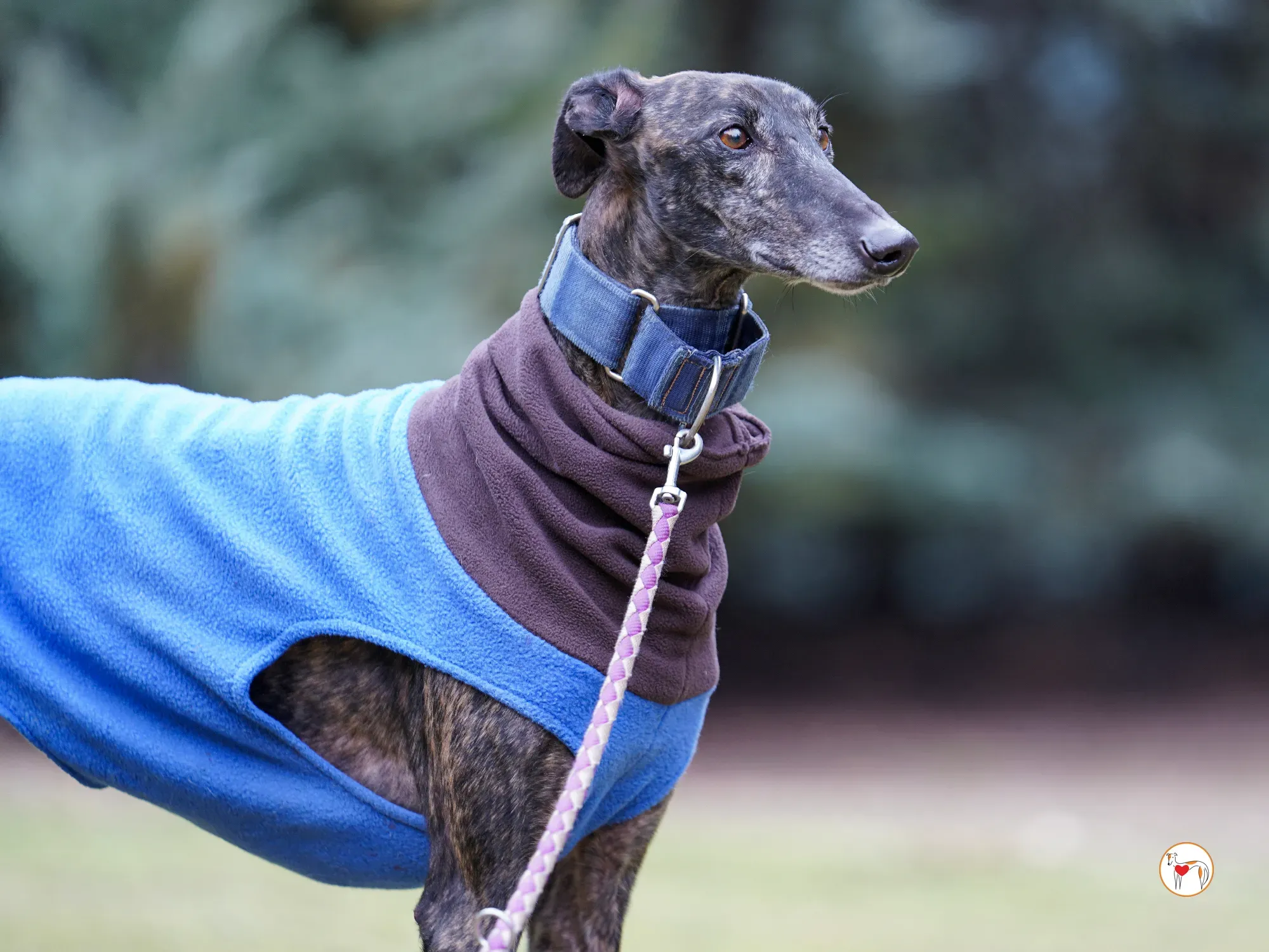 pistacho galgo adozione 17