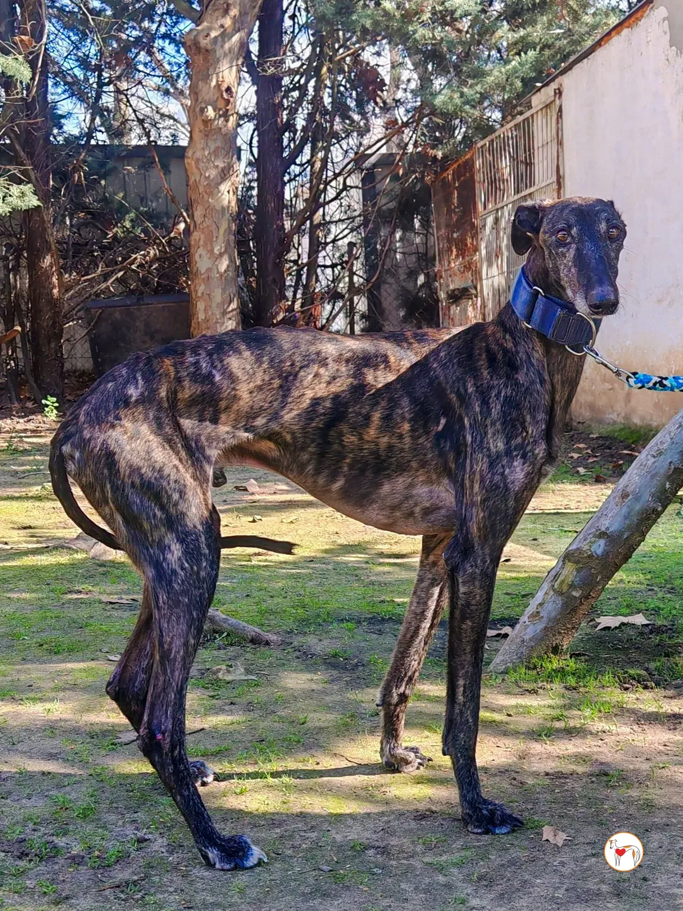 pistacho galgo adozione 18