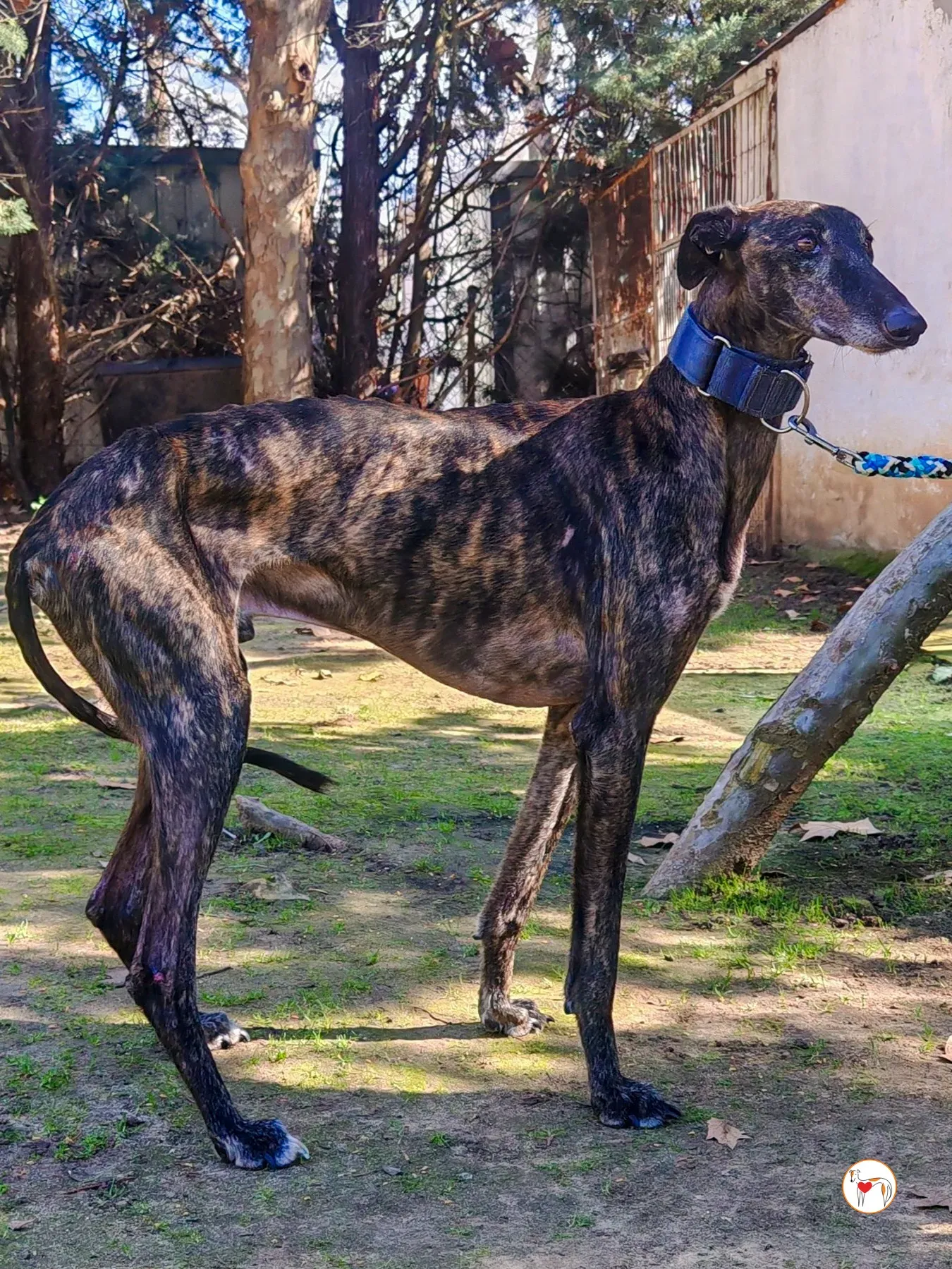 pistacho galgo adozione 19