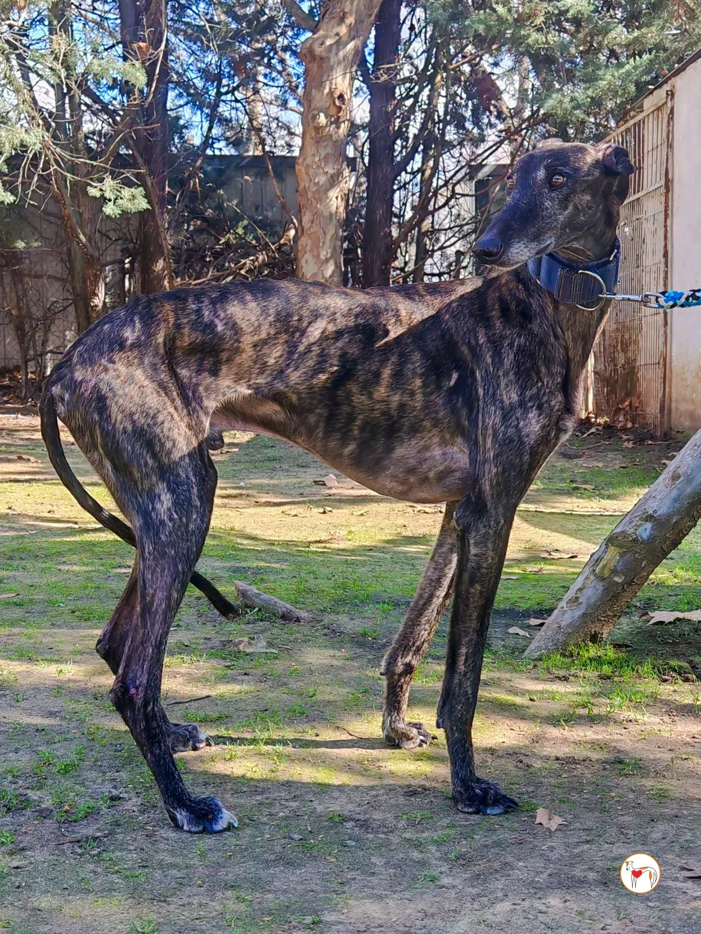 pistacho galgo adozione 20
