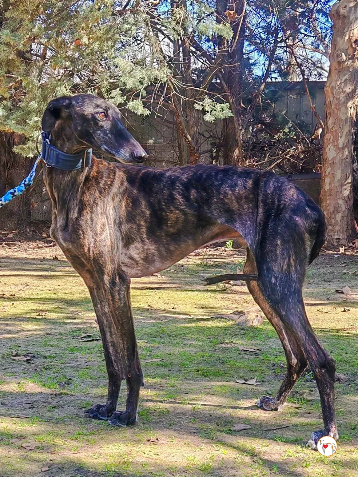 pistacho galgo adozione 21