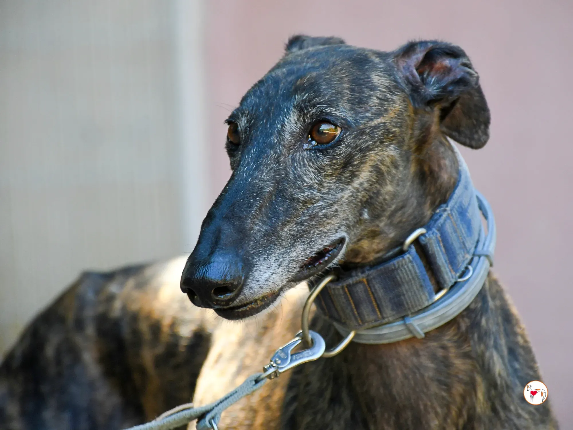 pistacho galgo adozione 22