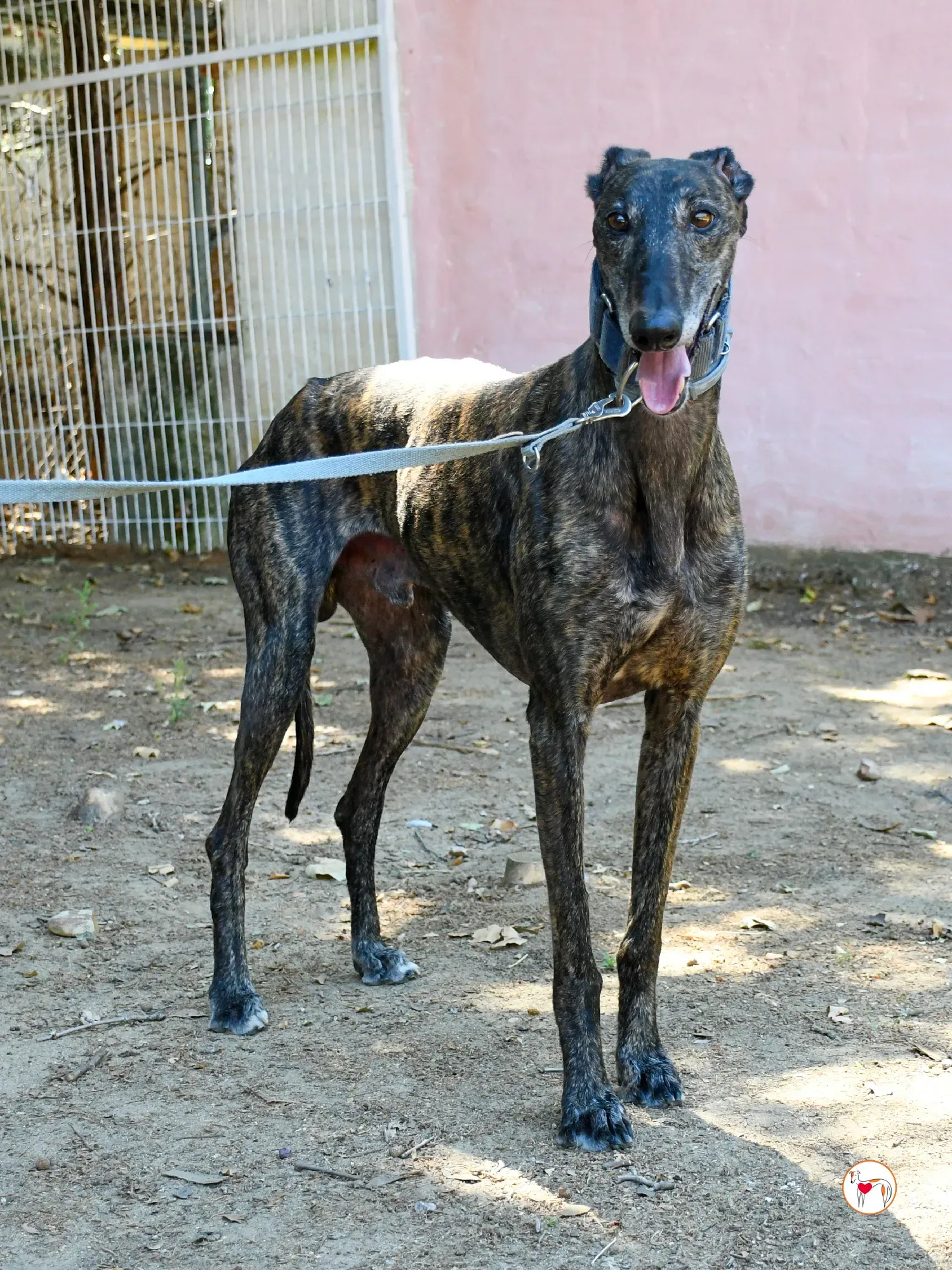 pistacho galgo adozione 23