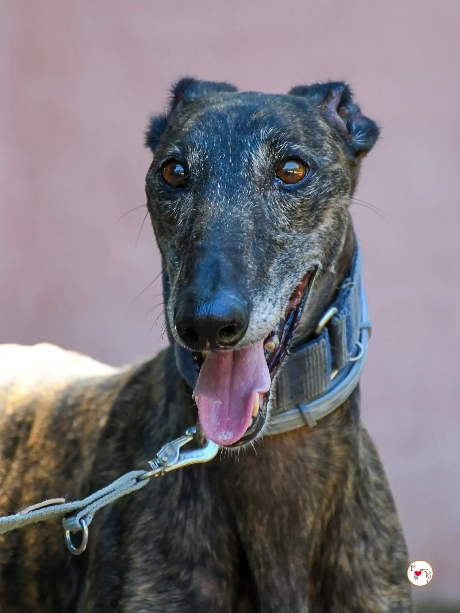 pistacho galgo adozione 24