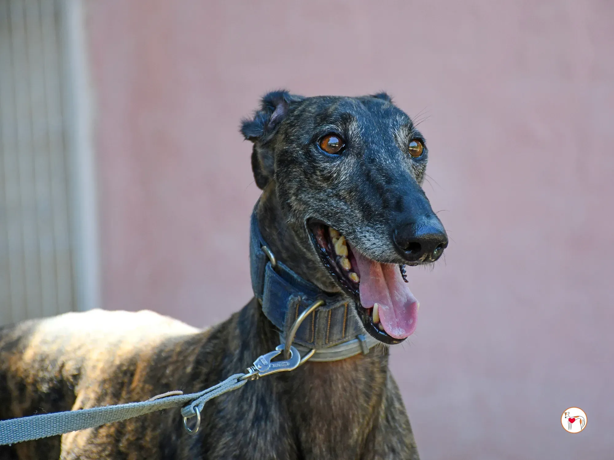 pistacho galgo adozione 25