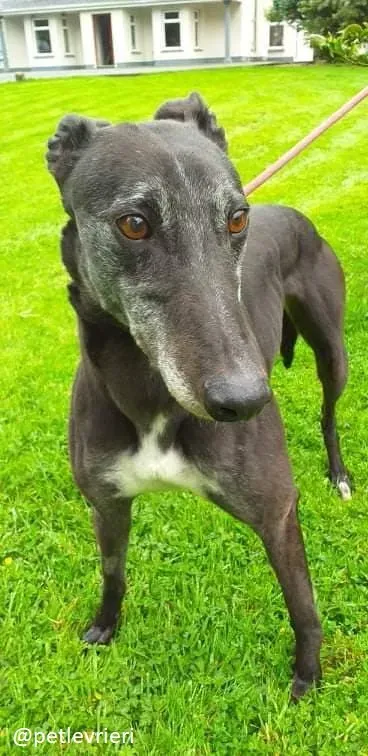pixie adozione greyhound 1