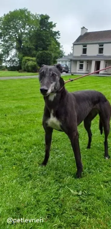 pixie adozione greyhound 2