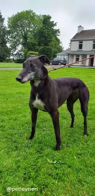 pixie adozione greyhound 3