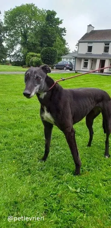 pixie adozione greyhound 5