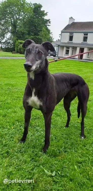 pixie adozione greyhound 6