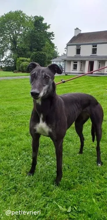 pixie adozione greyhound 7
