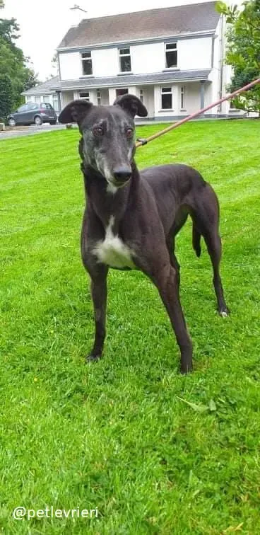 pixie adozione greyhound