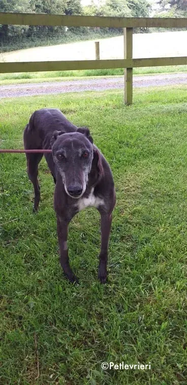 pixie adozione levrieri greyhound 1