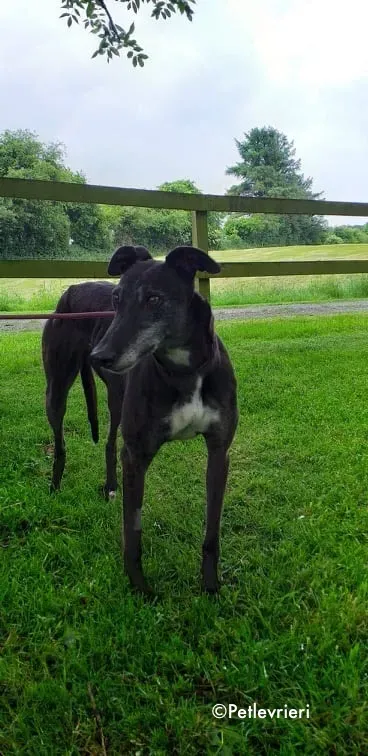 pixie adozione levrieri greyhound 2