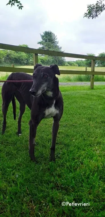 pixie adozione levrieri greyhound 3