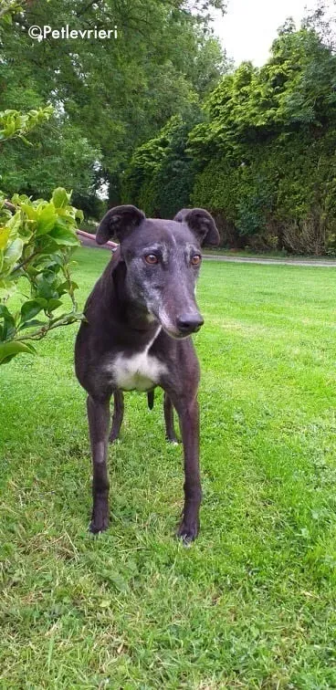 pixie adozione levrieri greyhound 4