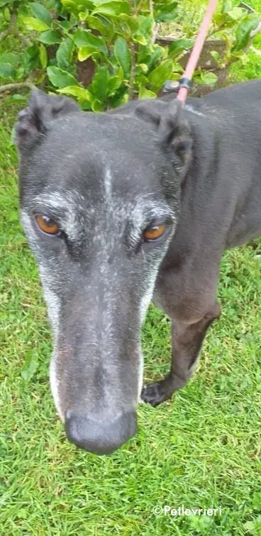pixie adozione levrieri greyhound 5