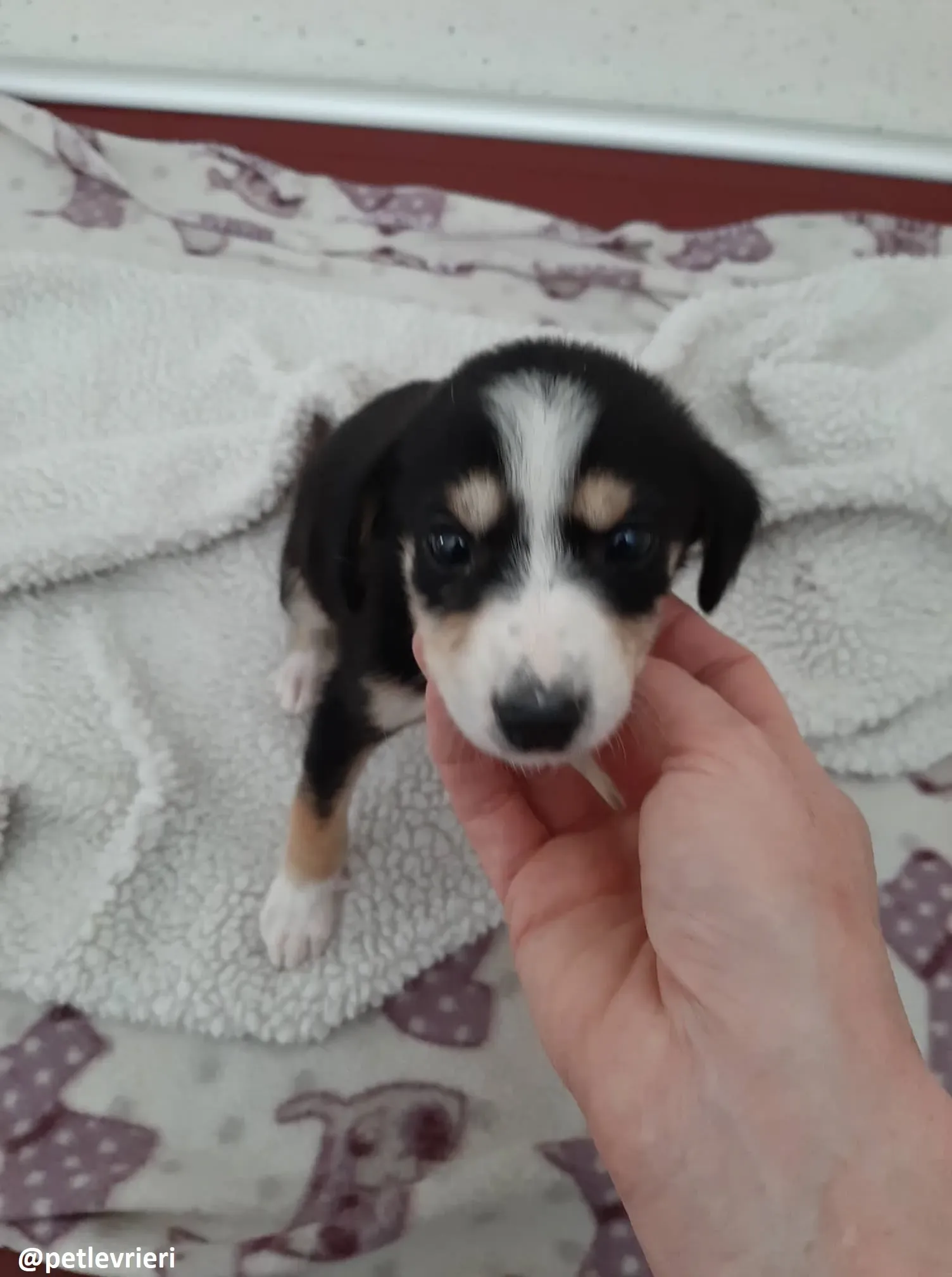 pixie adozione lurcher 11