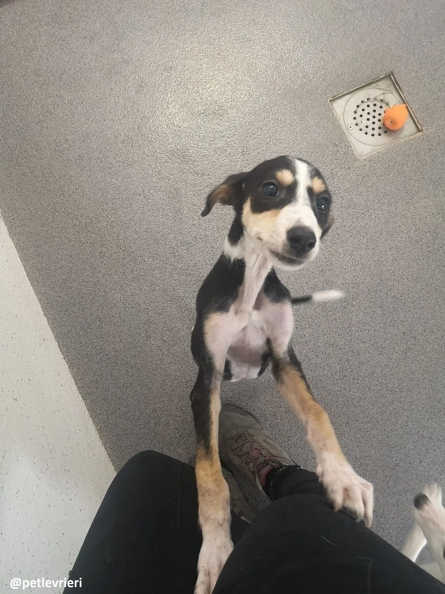 pixie adozione lurcher 2