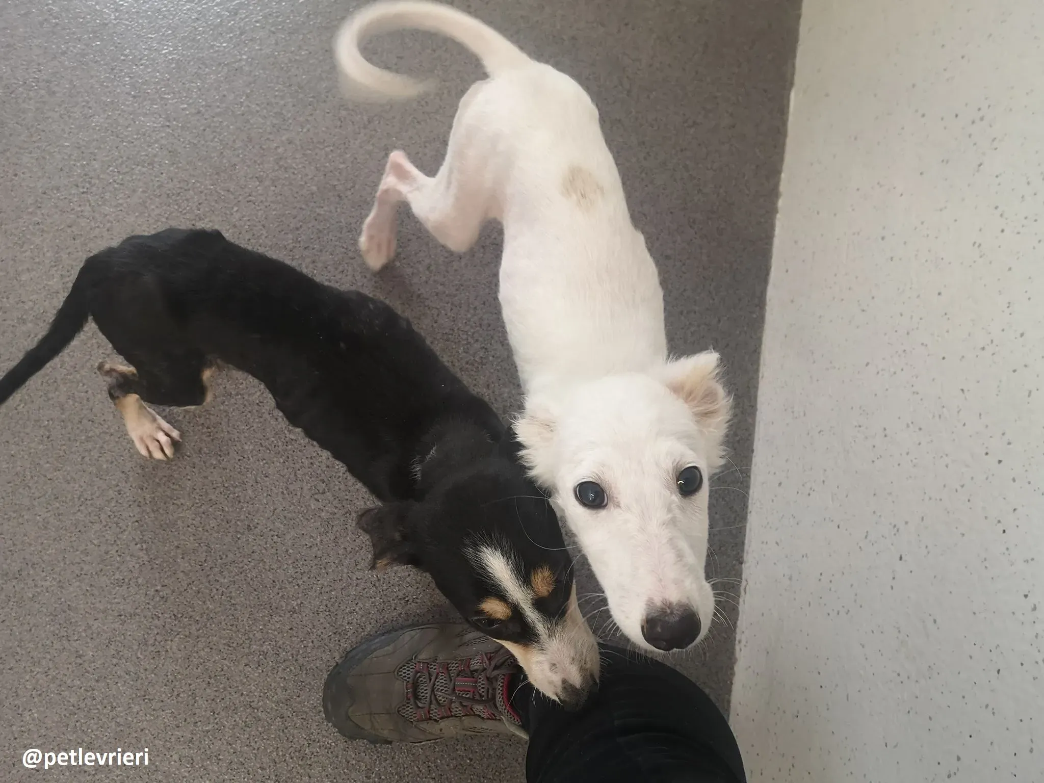 pixie adozione lurcher 7