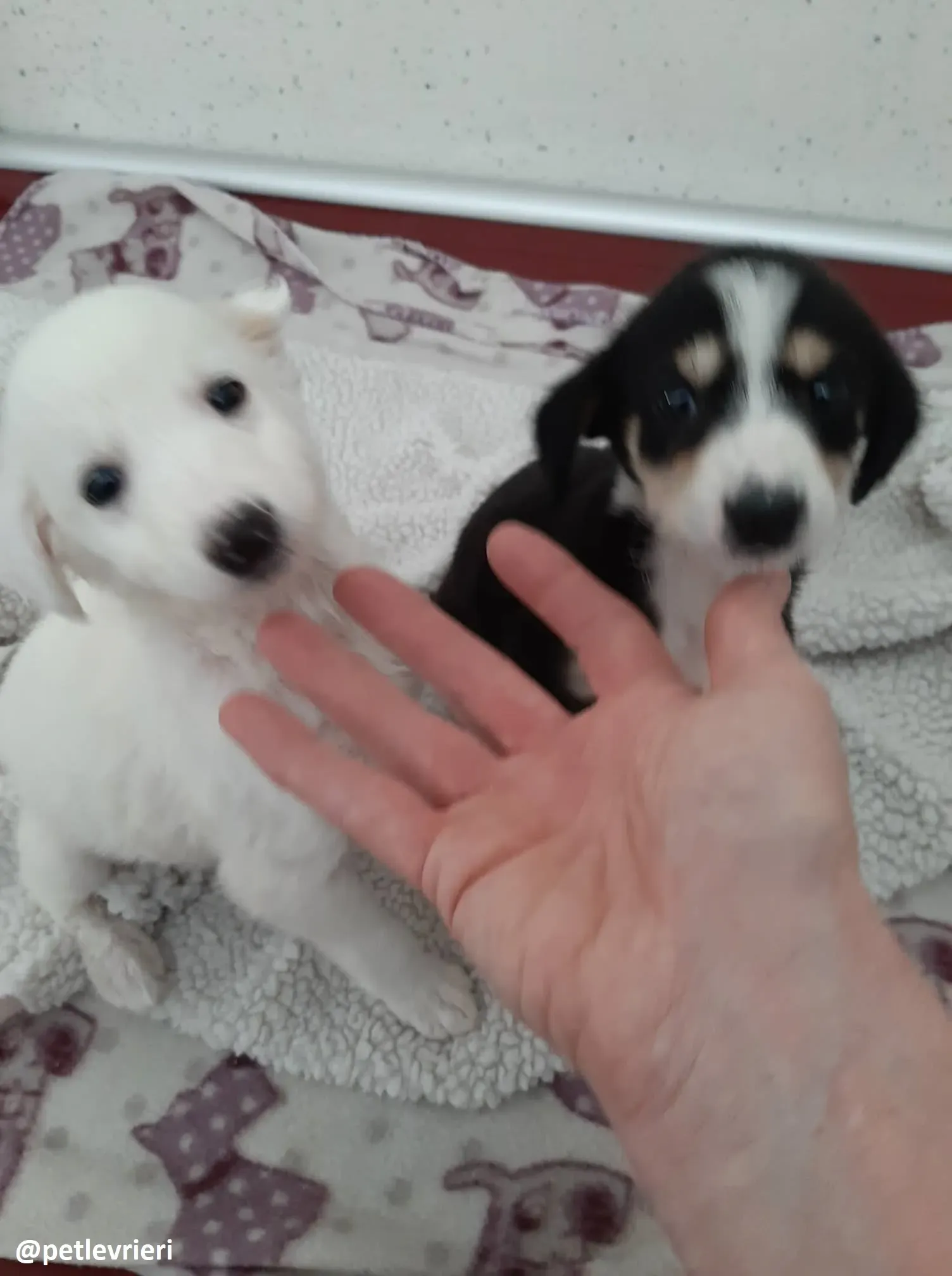 pixie adozione lurcher 9