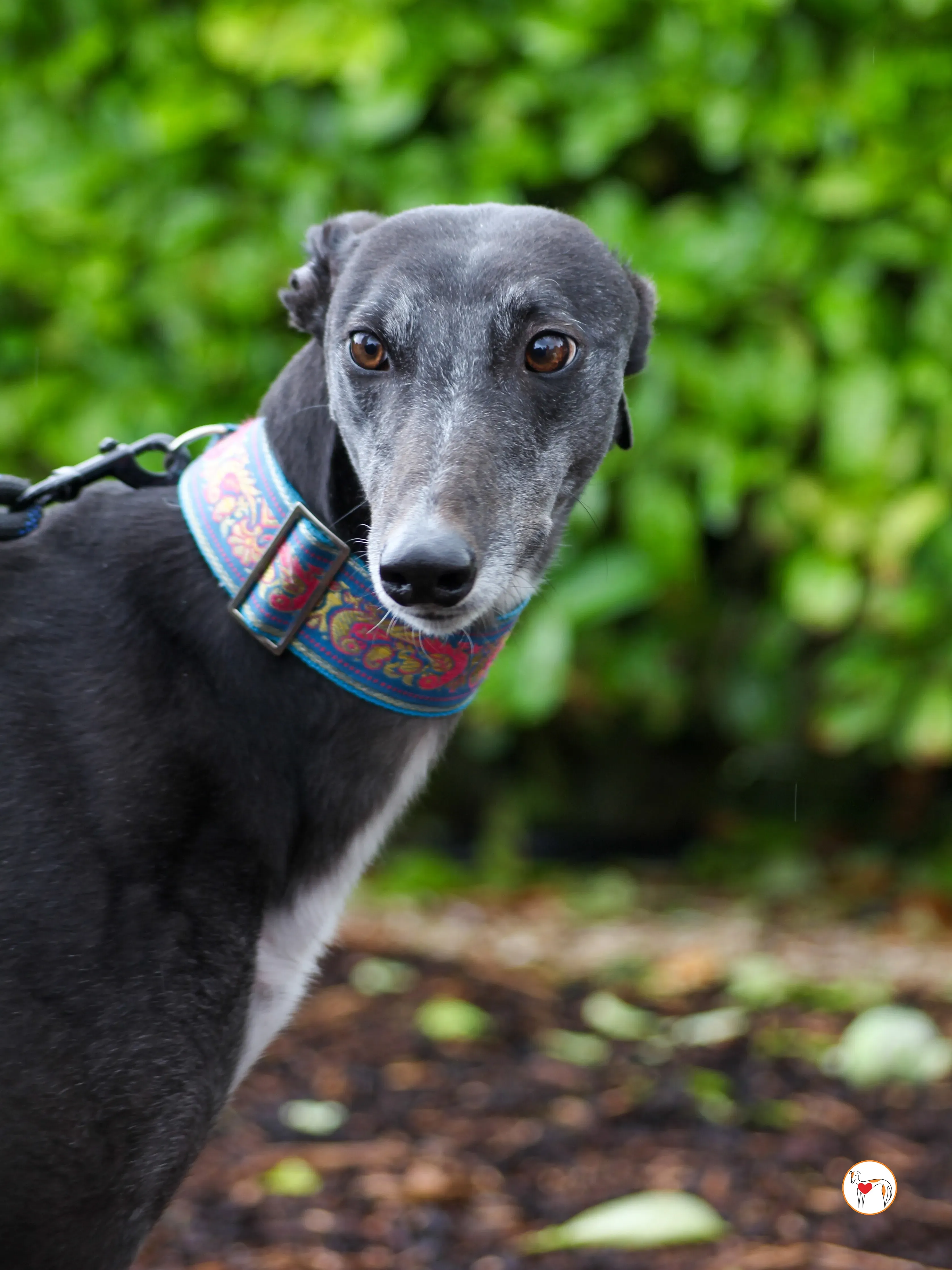 pocket grey adozione 01