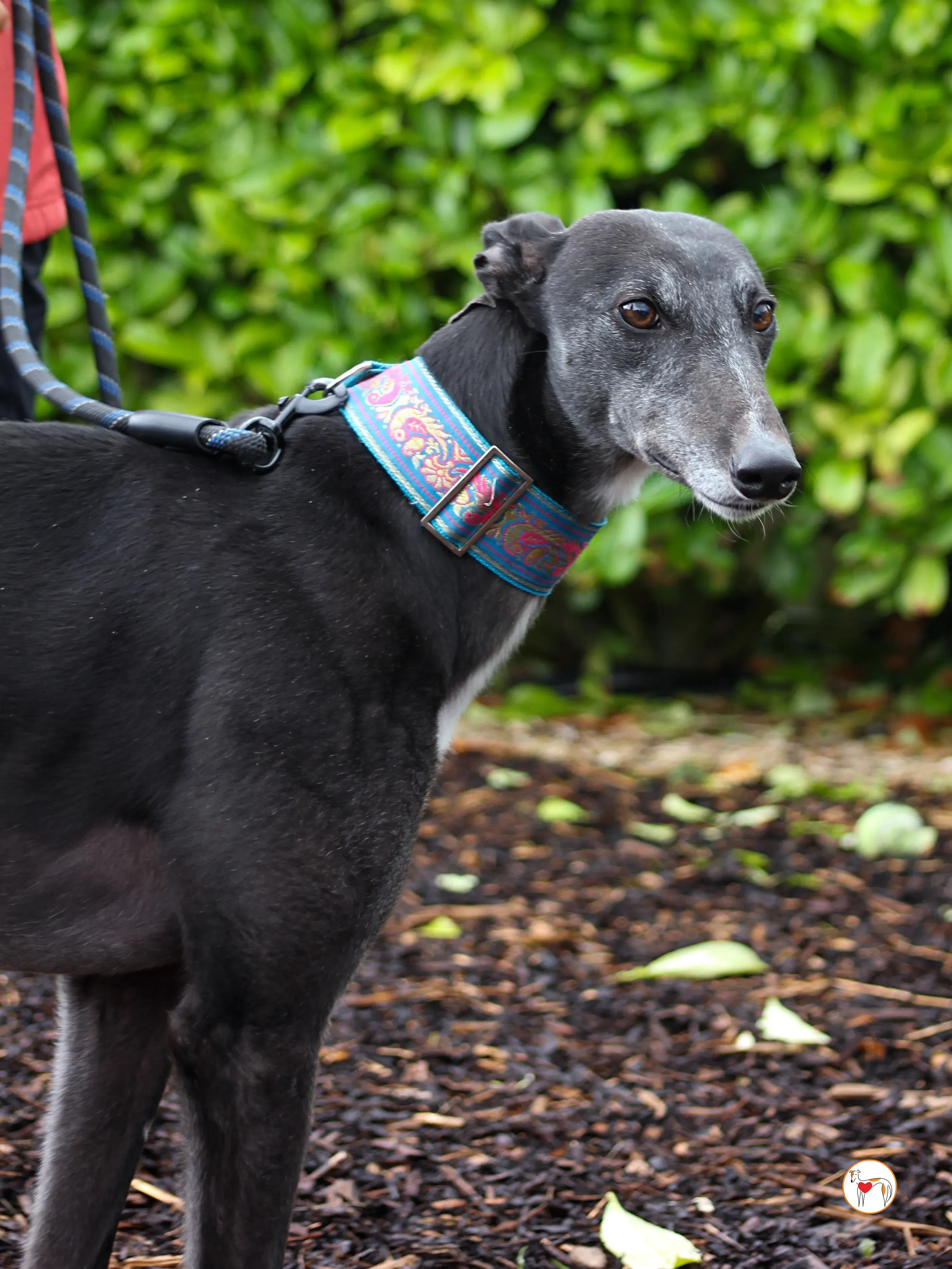 pocket grey adozione 02