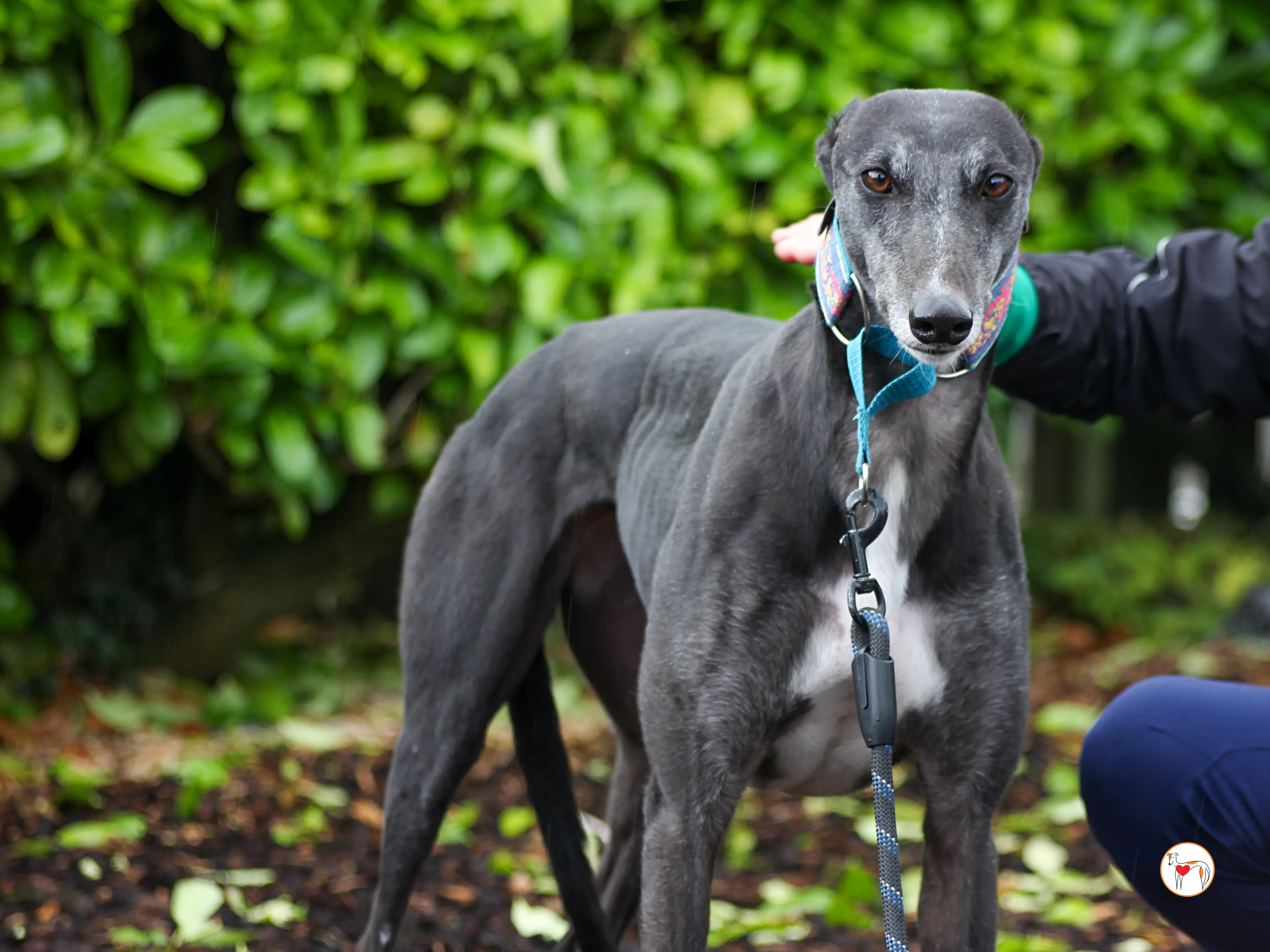 pocket grey adozione 03