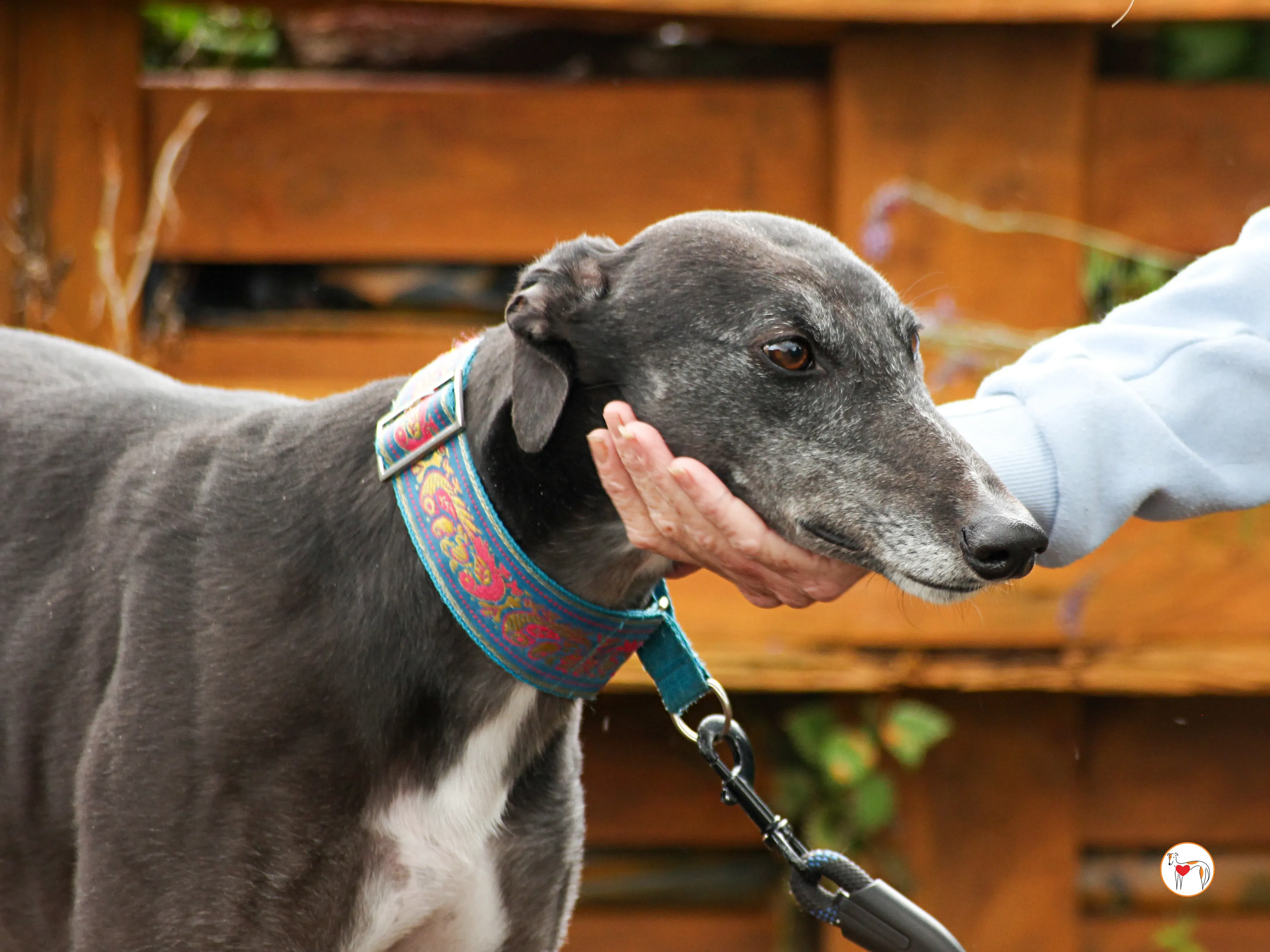 pocket grey adozione 04