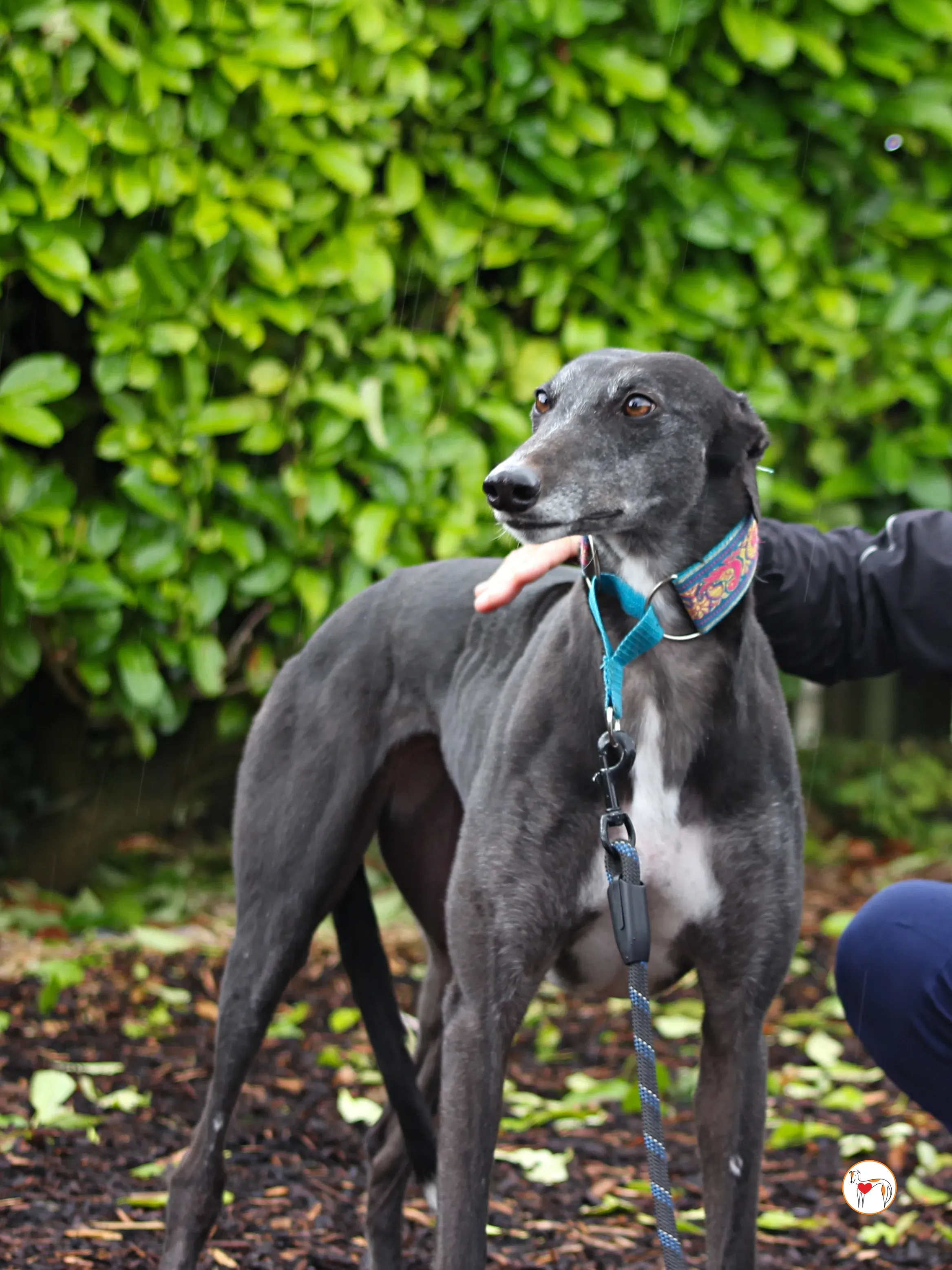 pocket grey adozione 06