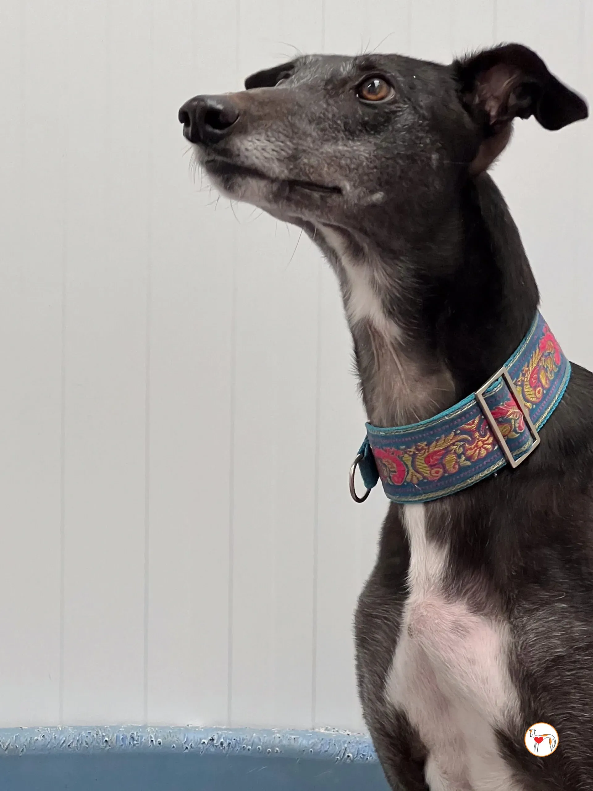 pocket grey adozione 07 scaled