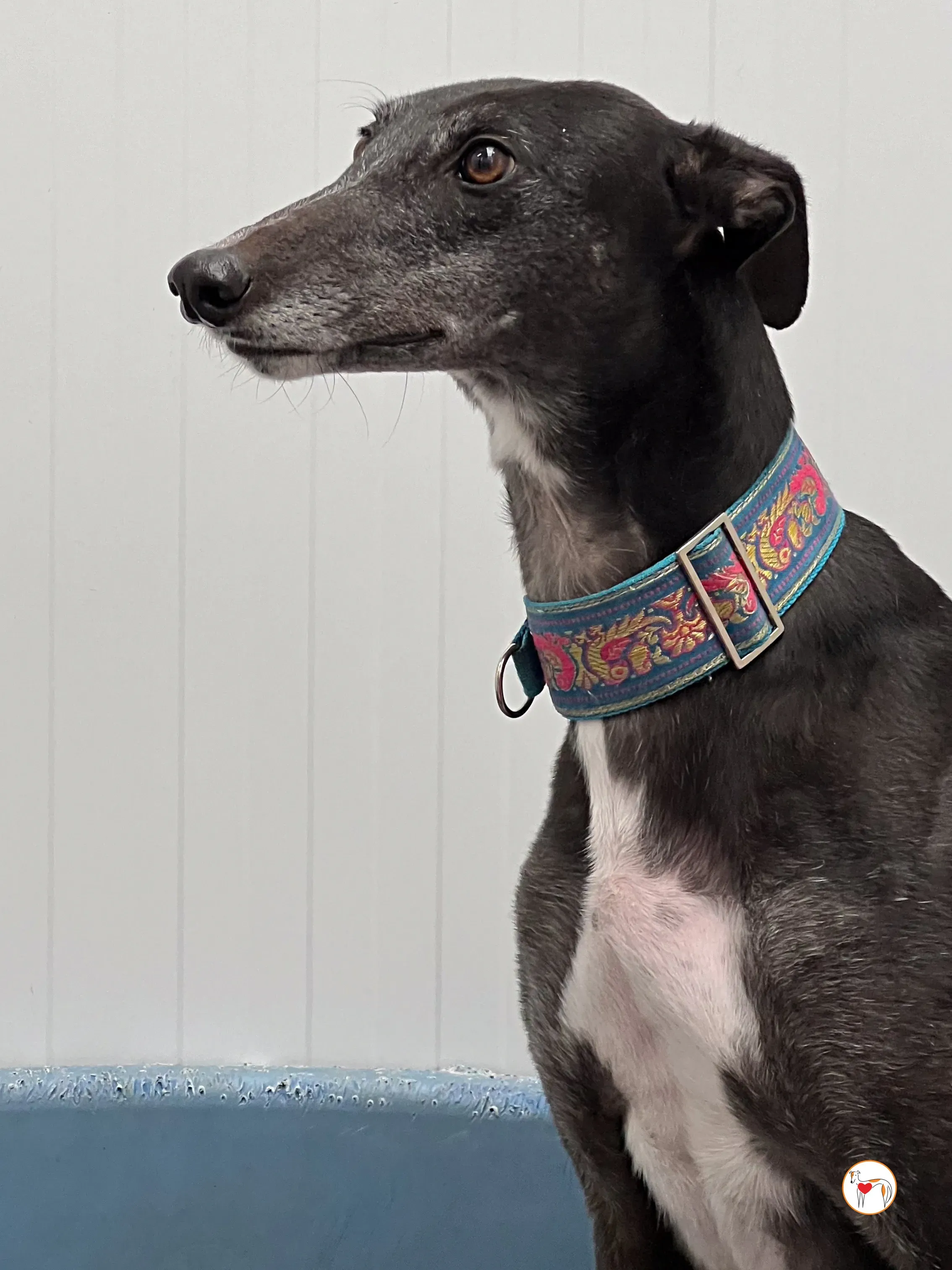 pocket grey adozione 08