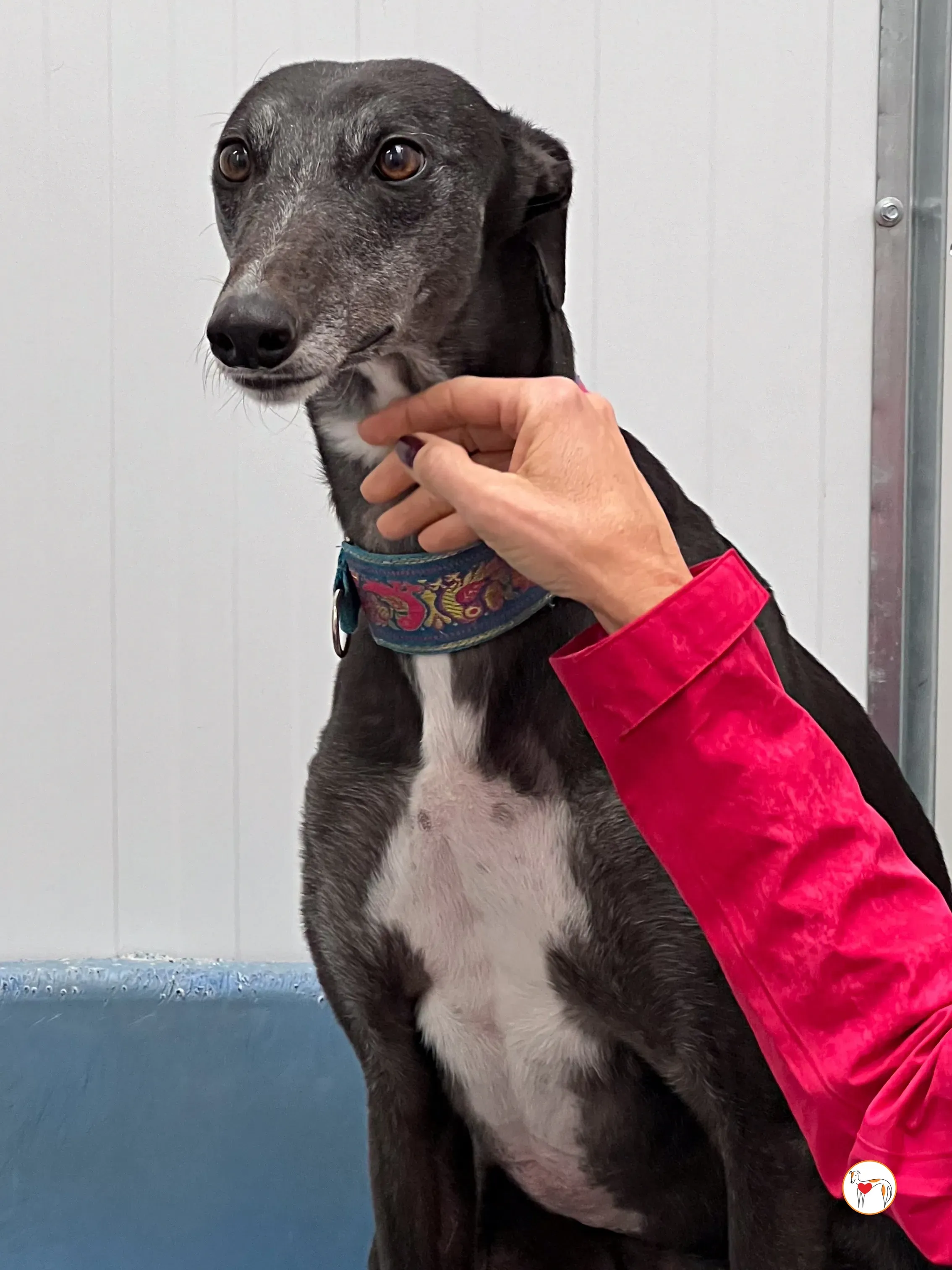 pocket grey adozione 09