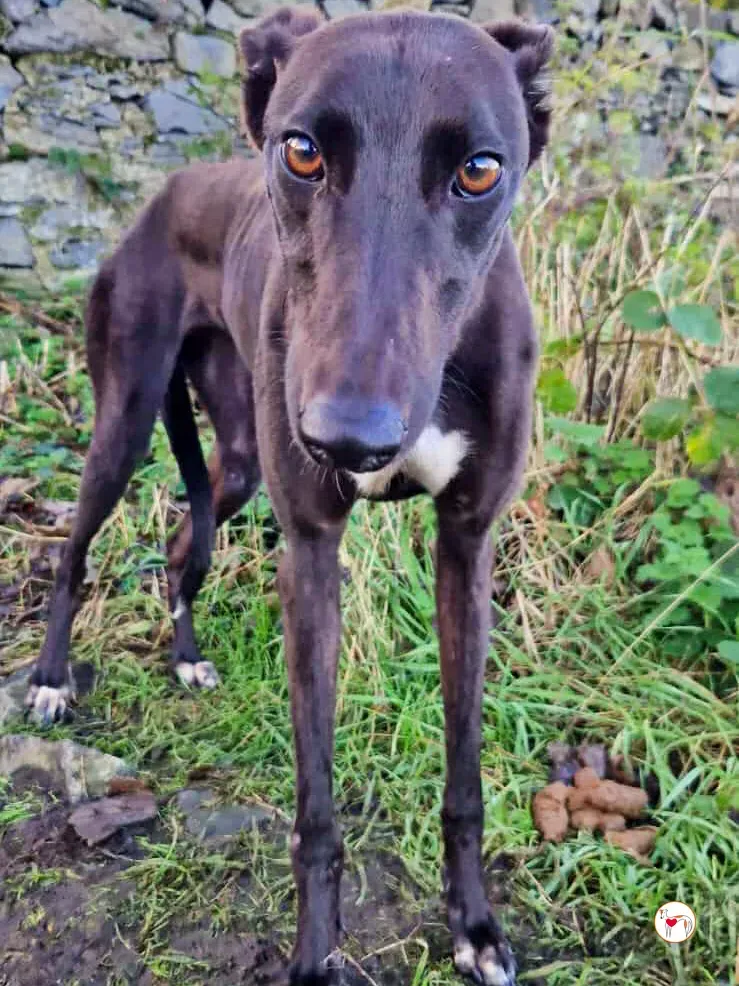 poem grey adozione 01