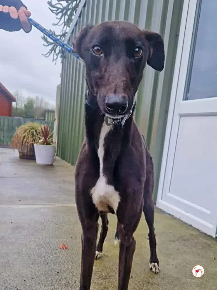 poem grey adozione 02