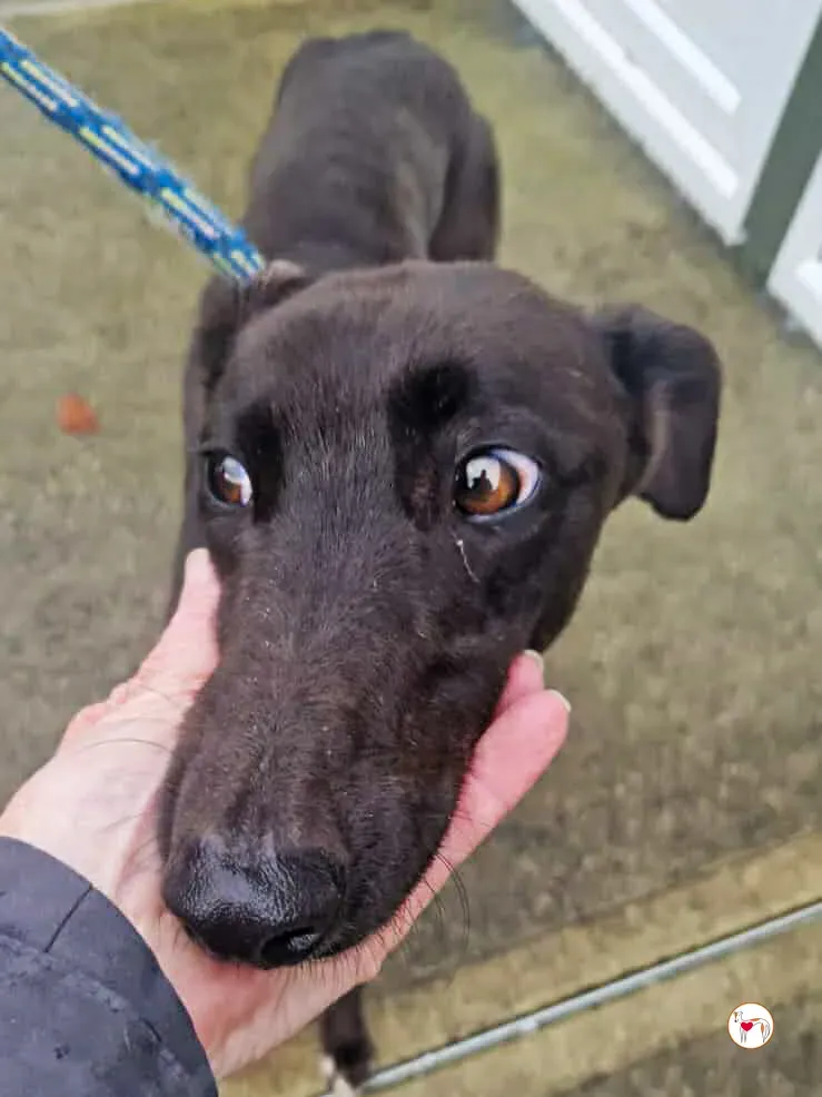 poem grey adozione 03