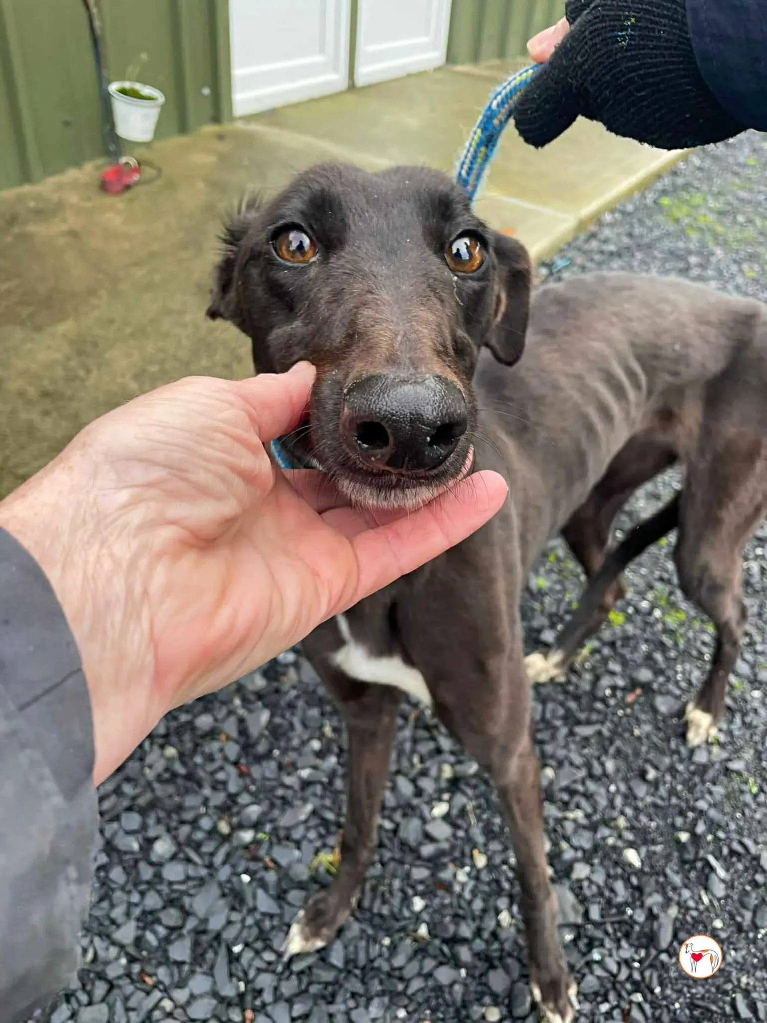 poem grey adozione 04