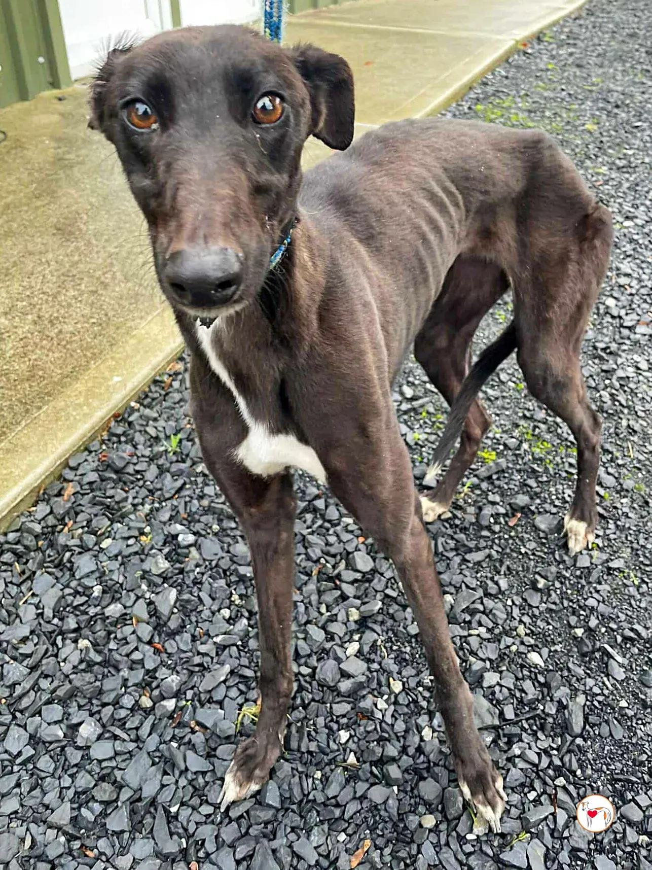 poem grey adozione 05