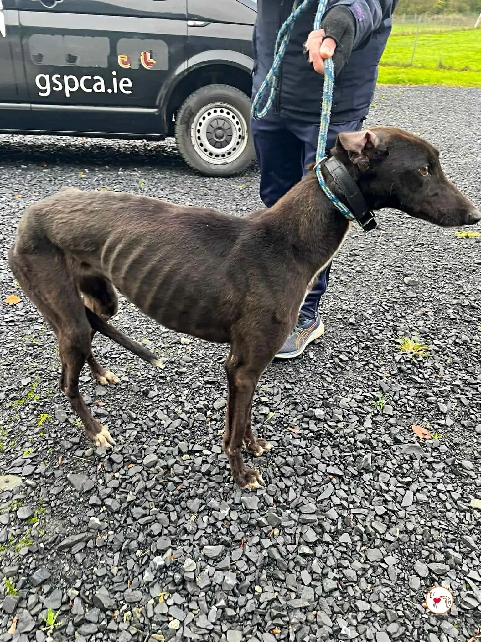 poem grey adozione 06